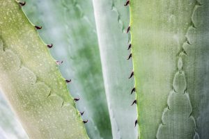 aloe vera, printové média, guest