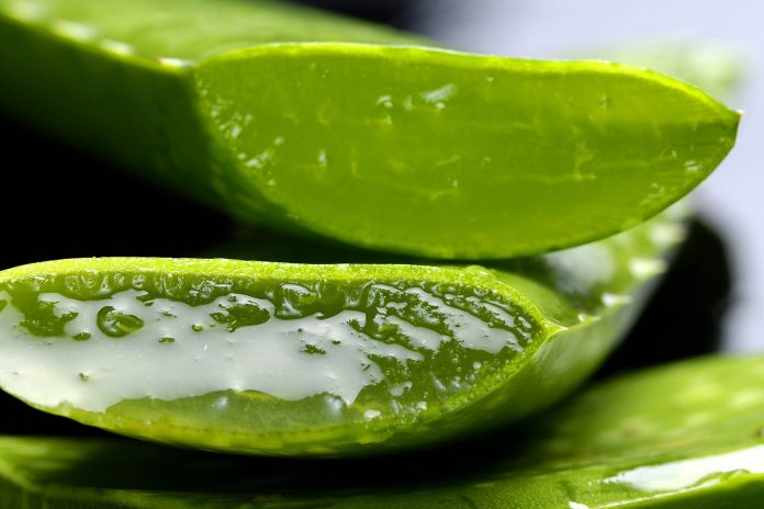 aloe vera, printové médiá, gastro, zdravie