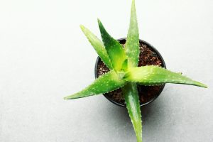 aloe vera, zdravie, gastro